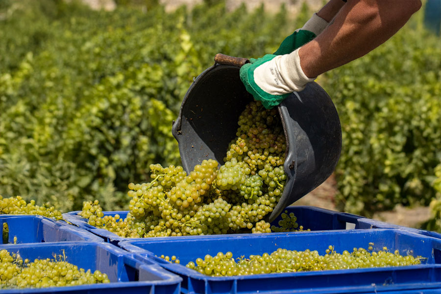 Rượu Champagne Barons de Rothschild Concordia Brut