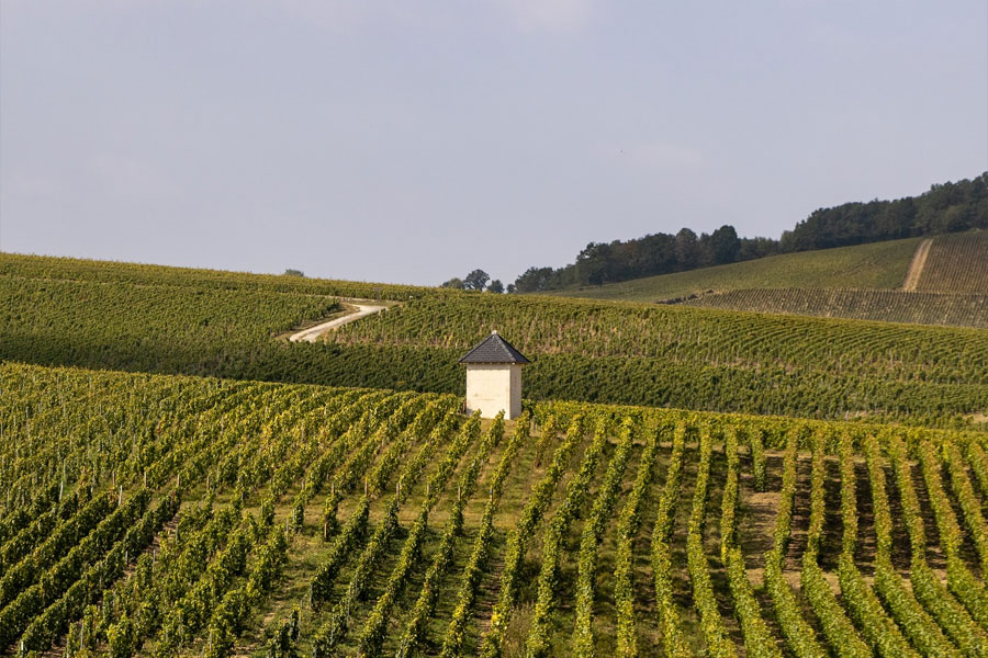 Rượu Champagne Barons de Rothschild Concordia Brut