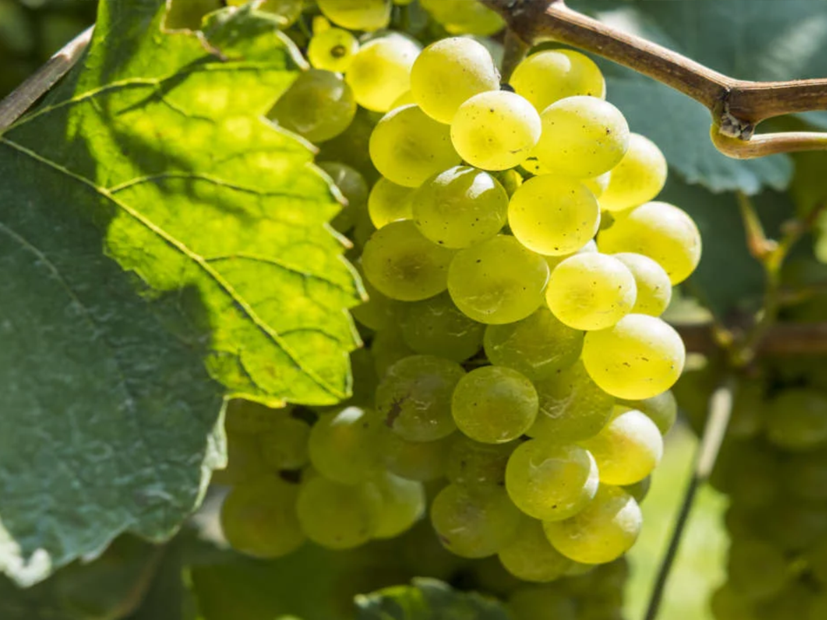 Rượu Champagne Charles Heidsieck Blanc De Blancs