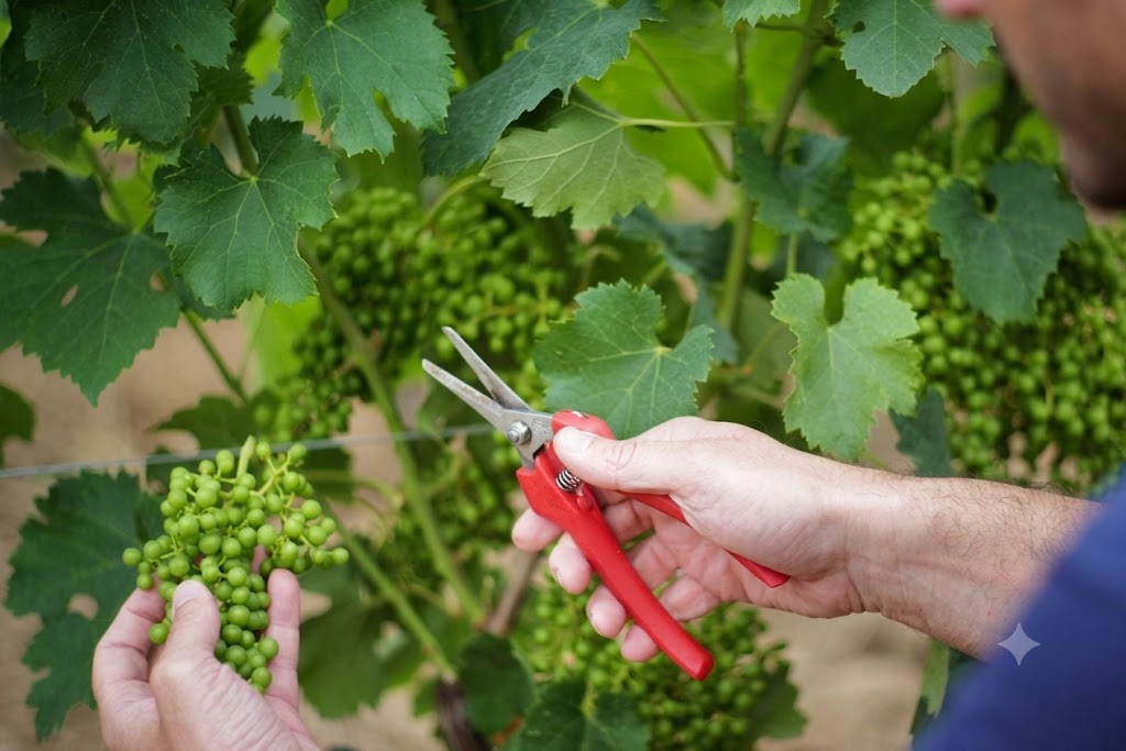 Rượu vang Pháp Château Bélair Monange 2010