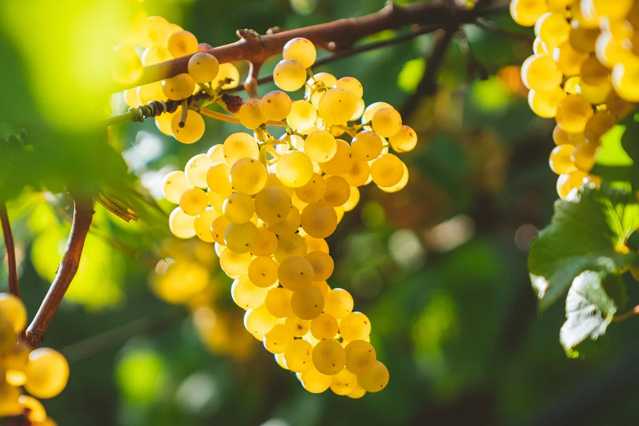 Rượu vang trắng Pierre-Yves Colin-Morey Saint-Aubin Premier Cru Hommage A Maguerite 2020