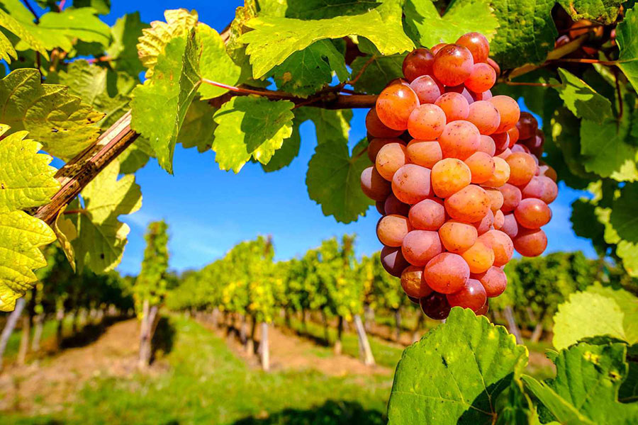Vang trắng Domaine Zind-Humbrecht Gewurztraminer Roche Calcaire