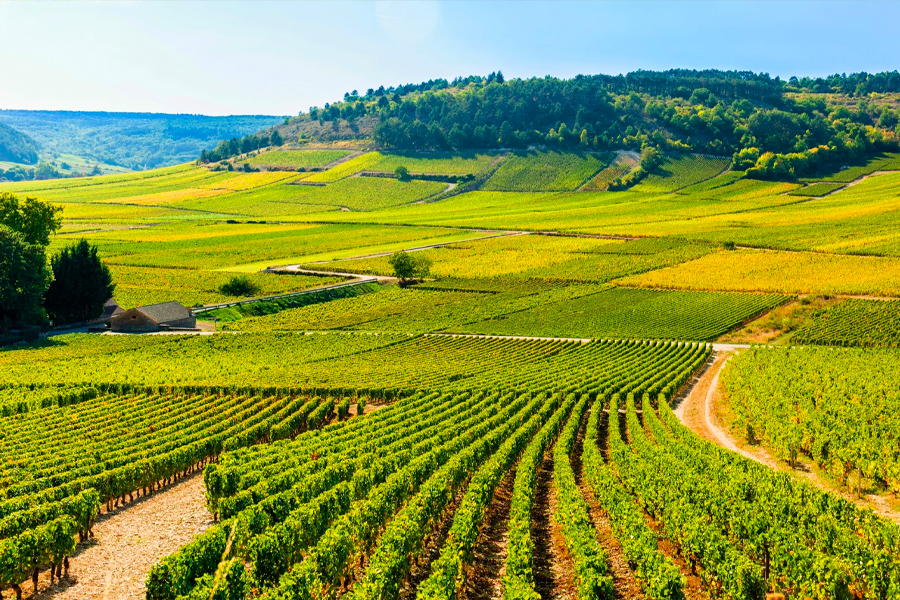 Rượu Vang Pháp Pierre Girardin Échezeaux Grand Cru 2021