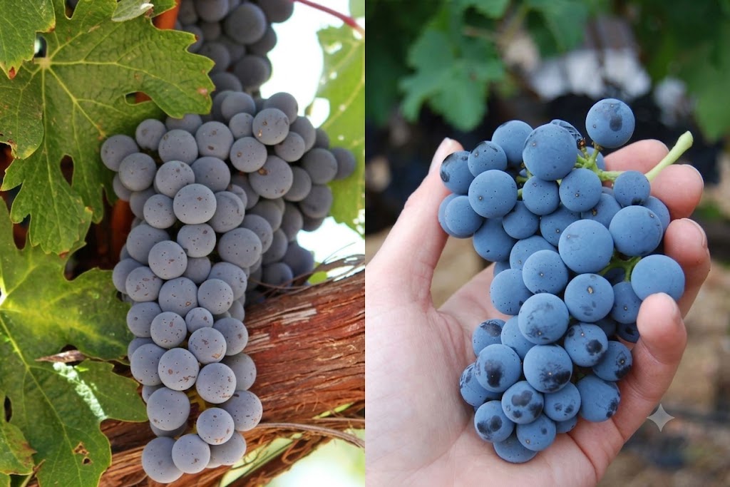 Rượu vang mặt nạ đỏ GIANMARCO CABERNET MERLOT