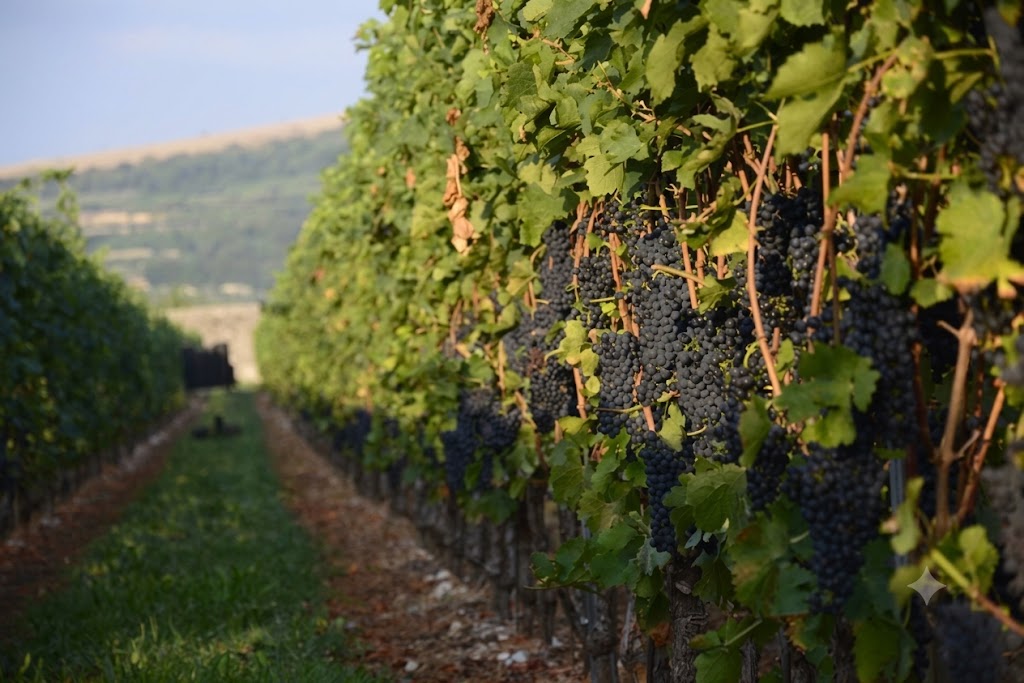 Rượu vang đỏ Ý Corte Canella – Amarone della Valpolicella