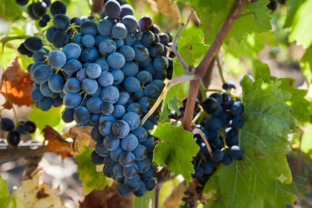 Rượu vang đỏ Ý ROCENO NERO D’AVOLA DOC