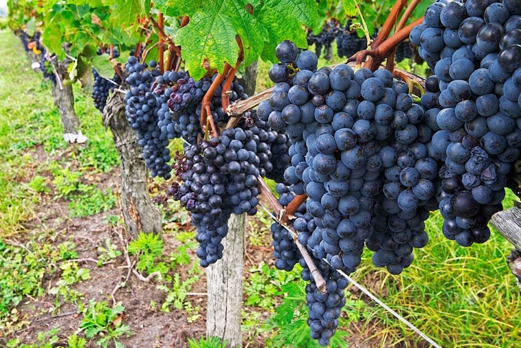 Rượu vang con Chó TERRE DI SAN ROCCO
